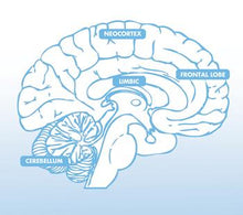 Load image into Gallery viewer, Introduction to Breaking the Habit of Being Yourself (1-CD)